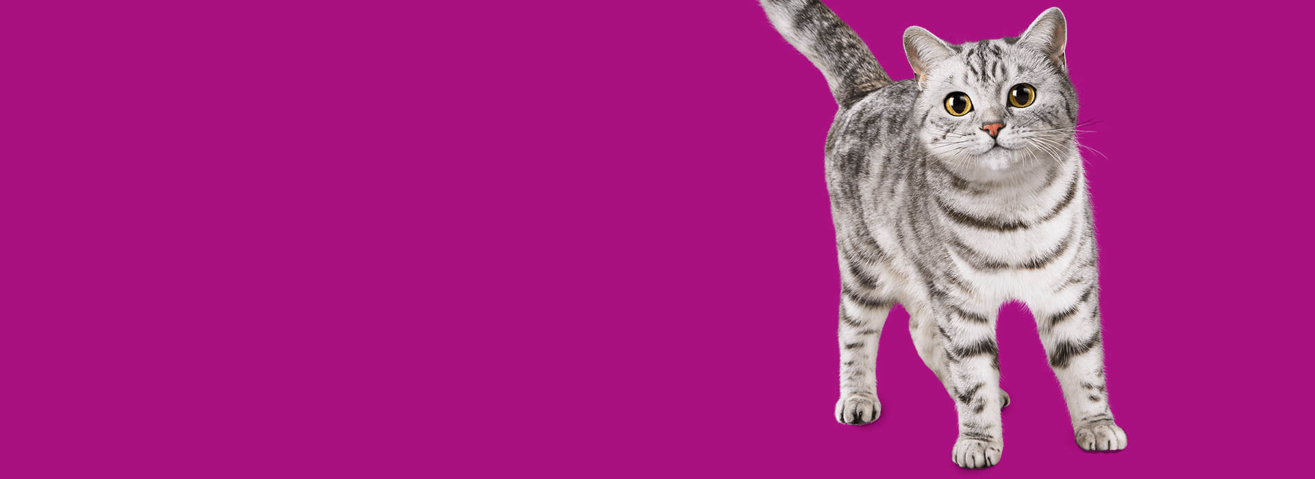 contact_header